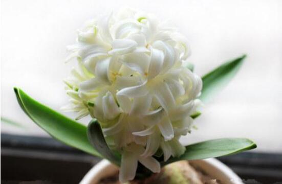 風(fēng)信子怎么施肥吸收效果最好，推薦兩種最見(jiàn)效的吸肥方法