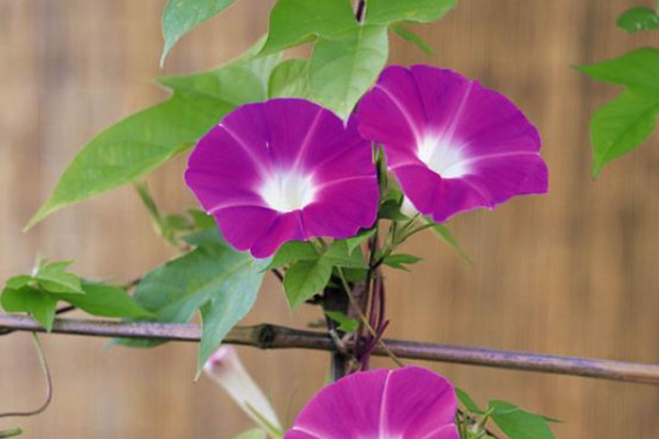 牽?；ㄊ遣皇窃诖禾扉_放的