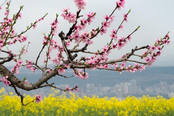 如何延長(zhǎng)桃花花期，加強(qiáng)光照并保證養(yǎng)分