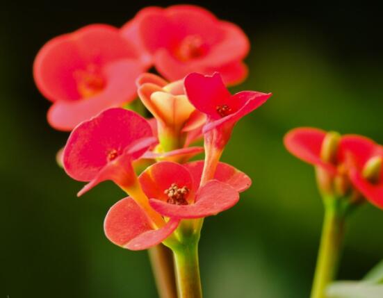 虎刺梅花能開(kāi)多長(zhǎng)時(shí)間，一年365天均可開(kāi)花(春夏秋冬)