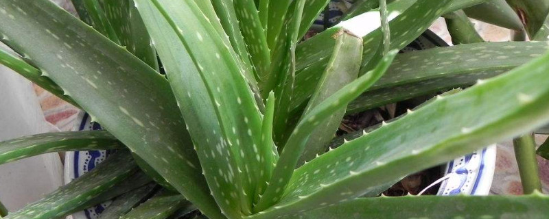 怎樣移栽蘆薈的側(cè)芽