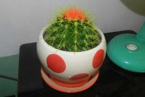 仙人球怎么養(yǎng)長(zhǎng)得快，盆栽仙人球的養(yǎng)殖方法