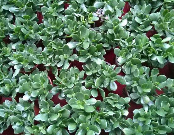 玉樹冬天怎么養(yǎng)，教你六個方法安然過冬