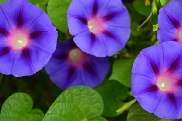 牽?；ǚN子發(fā)芽到開花要多久