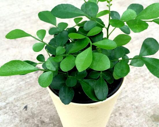 九里香冬天怎么施肥，九里香施什么肥好