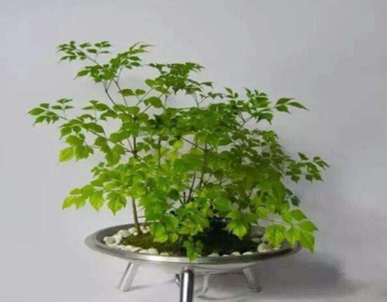 幸福樹的寓意，象征著家庭和美，幸?？鞓? src="/nongye/d/file/20201223/kvaqyds4snd.jpg" style="width: 552px; height: 419px;" / data-nbT8="zPXUWu"></p>
<p data-E2DF="rUXyIr">
	<strong data-ML4s="65HYv0">2、</strong>幸福樹是夏威夷的代表樹，人們常把它擺放在家門前，我們可以將自己心愿寫成卡片掛在樹上，來祈求自己最美好的祝愿，實現(xiàn)心想事成。</p>
<p data-0Iw4="QnDhqM">
	<img alt=