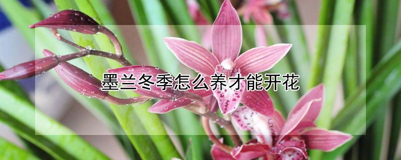 墨蘭冬季怎么養(yǎng)才能開花