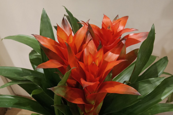 鴻運(yùn)當(dāng)頭不生根怎么辦