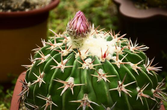 仙人球怎么施肥才正確，老農(nóng)總結(jié)一年四季施肥方法