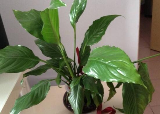 一帆風(fēng)順葉子下垂，四種原因以及解決辦法