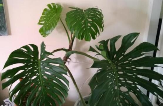 龜背竹滴的水有毒嗎，有毒/皮膚接觸會(huì)導(dǎo)致刺痛灼傷