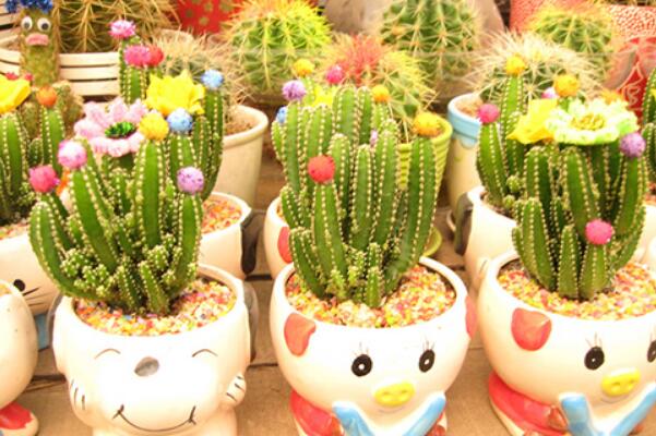 仙人掌開花有什么寓意嗎，代表著奇跡與希望