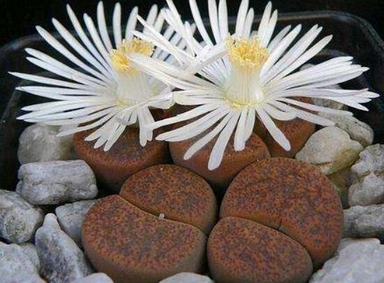 生石花有什么用，老農(nóng)總結最常見四個作用