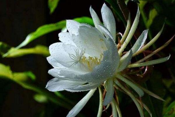 家庭養(yǎng)曇花的禁忌，擺放禁忌與風(fēng)水禁忌