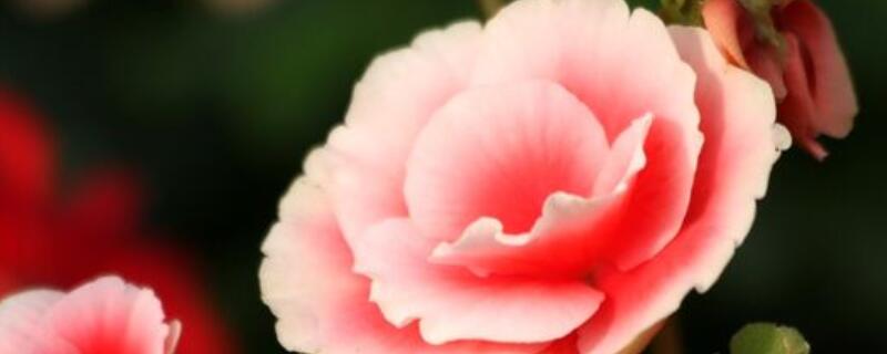 麗格海棠怎么養(yǎng)護