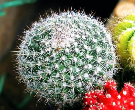 仙人球的養(yǎng)殖方法和注意事項，做好五個要點一年四季健康茂盛