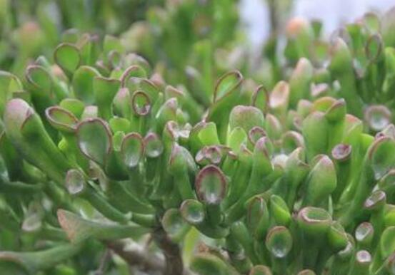 玉樹冬天怎么養(yǎng)，教你六個方法安然過冬