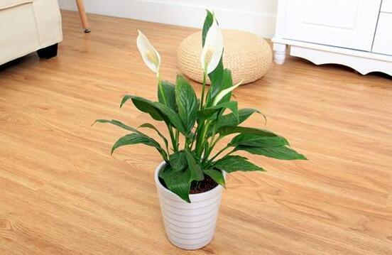 一帆風(fēng)順能澆淘米水嗎，做好這三點(diǎn)使盆土更加肥沃(能澆)