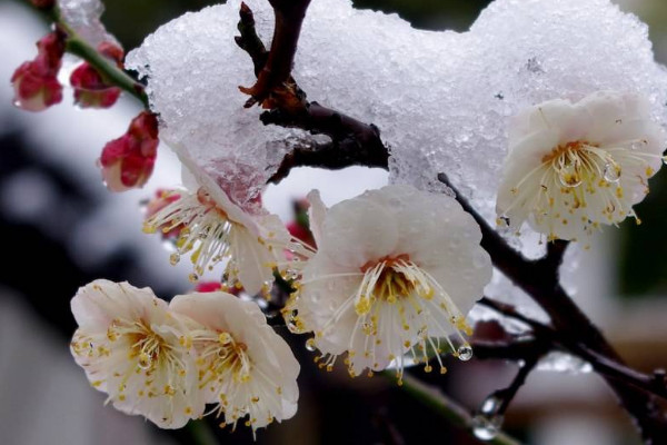 梅花養(yǎng)殖的方法和注意事項(xiàng)