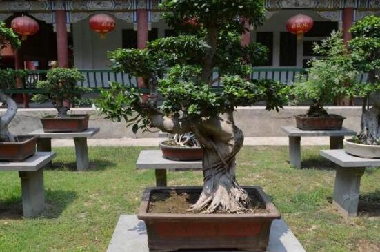 榕樹怎么養(yǎng)長得快，做好五個要點生長郁郁蔥蔥/根系健壯