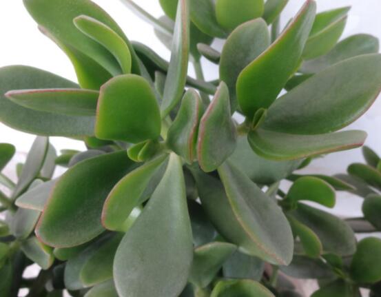 玉樹燕子掌怎么區(qū)分，主要從葉和花序上辨別