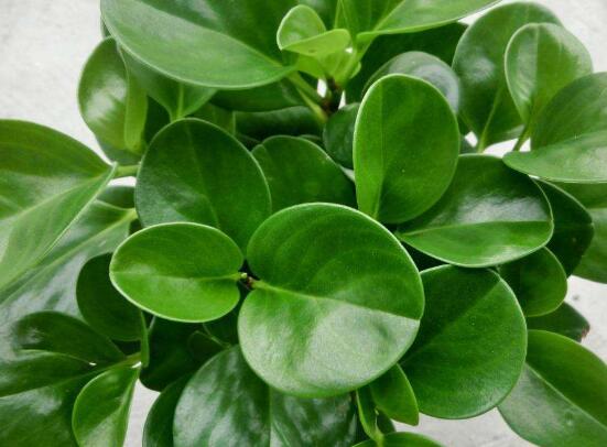 青葉碧玉怎么養(yǎng)，掌握八大核心保證你家的碧玉爆盆綠油油