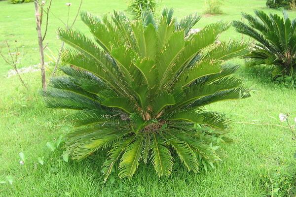 鐵樹(shù)有什么好處，最關(guān)鍵的四大好處