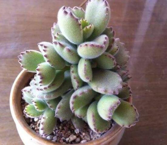 熊童子和白熊的區(qū)別，老農(nóng)總結(jié)最直觀兩種分辨方法