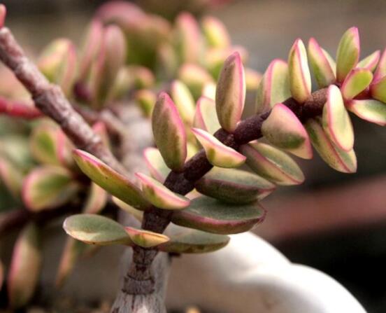 雅樂之舞水培怎么養(yǎng)，勤換水、保持合適溫度光照/前期養(yǎng)護(hù)