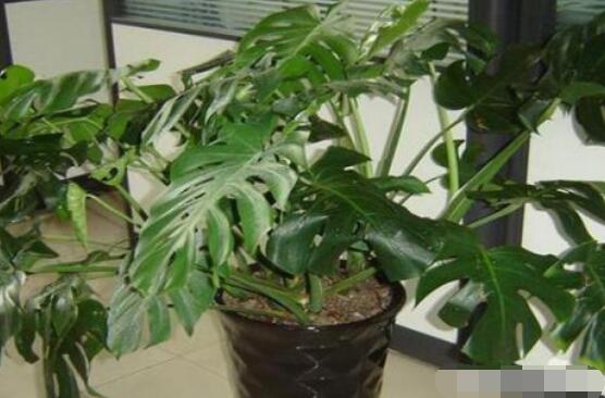 龜背竹用深盆還是淺盆，透氣性強(qiáng)深盆為主(陶盆/紫砂盆/泥瓦盆)