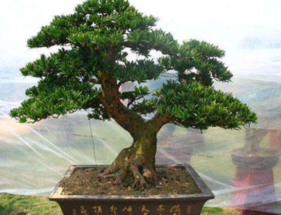 羅漢松盆景施肥，做好以有機(jī)液肥、稀薄的餅肥水為主