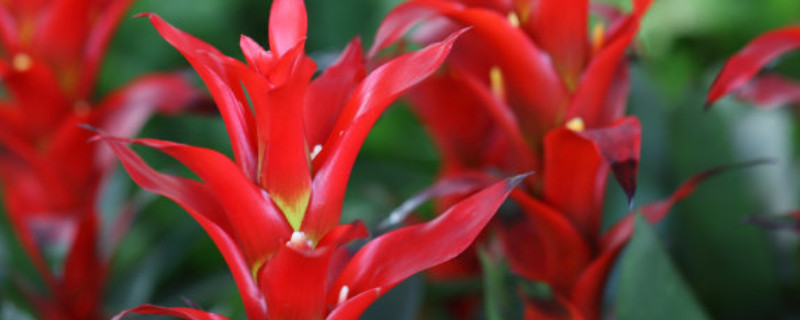 鴻運(yùn)當(dāng)頭不分株可以嗎