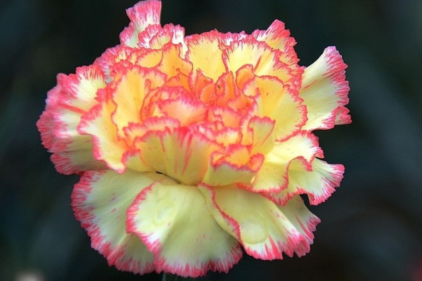 水培康乃馨的養(yǎng)殖方法和注意事項