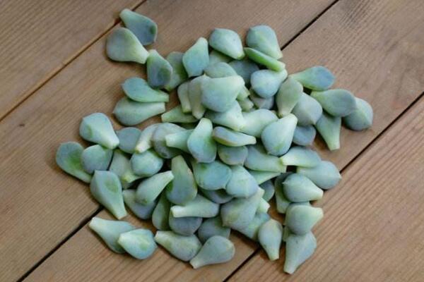 寶石花怎樣用葉子繁殖，寶石紅葉子繁殖5大要點(diǎn)