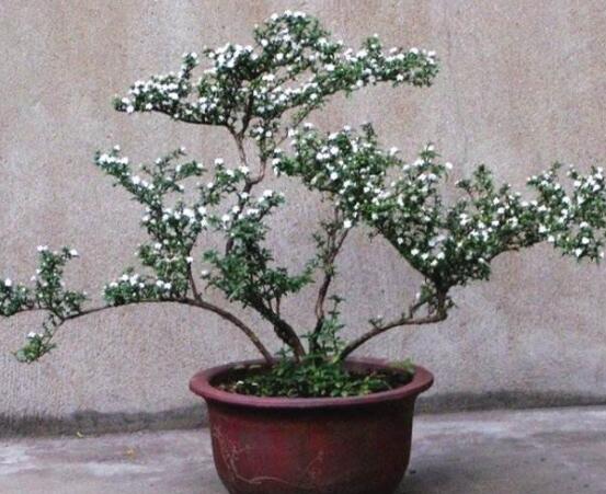 六月雪怎么變粗，做好六點(diǎn)基本方法生長粗壯