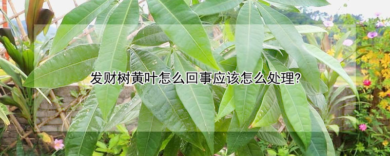 發(fā)財(cái)樹黃葉怎么回事應(yīng)該怎么處理?