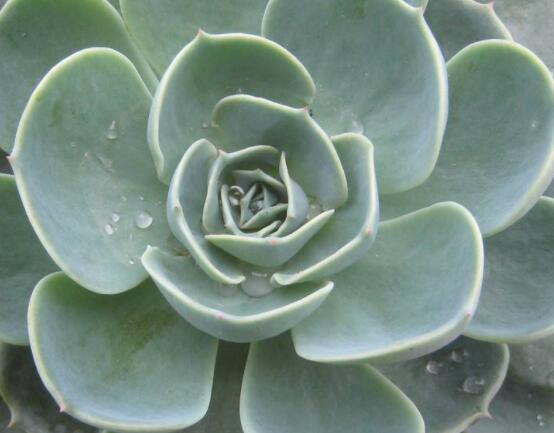 寶石花特點(diǎn)是什么，藥用價(jià)值是最大特色