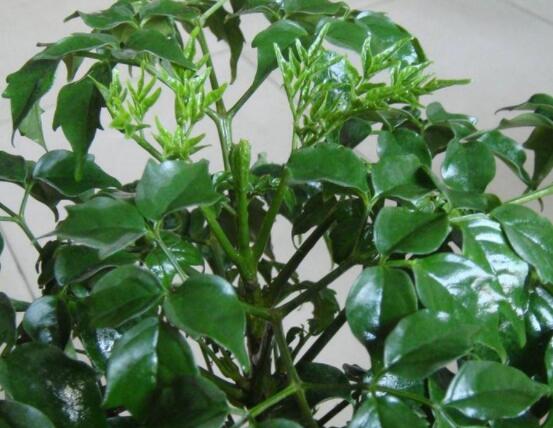 幸福樹水生根技巧，做好四點步驟即可水培爆盆