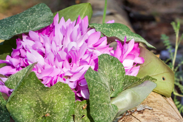 仙客來(lái)怎么養(yǎng)家庭養(yǎng)法