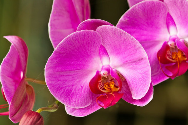 蝴蝶蘭和蘭花哪個(gè)好養(yǎng)