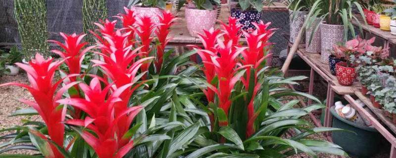 鴻運(yùn)當(dāng)頭冬天能移植嗎