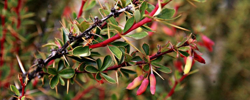 小檗果實(shí)能吃嗎