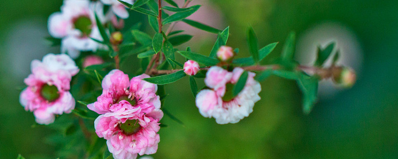 松紅梅適合家里養(yǎng)嗎