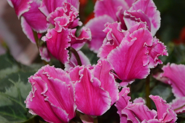 仙客來凍蔫了怎么辦