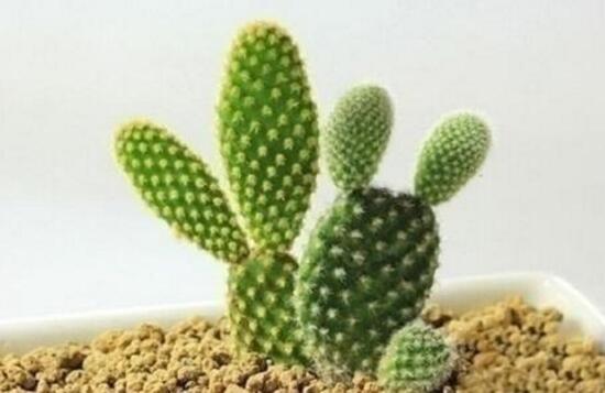 仙人球怎么養(yǎng)長得快，盆栽仙人球的養(yǎng)殖方法