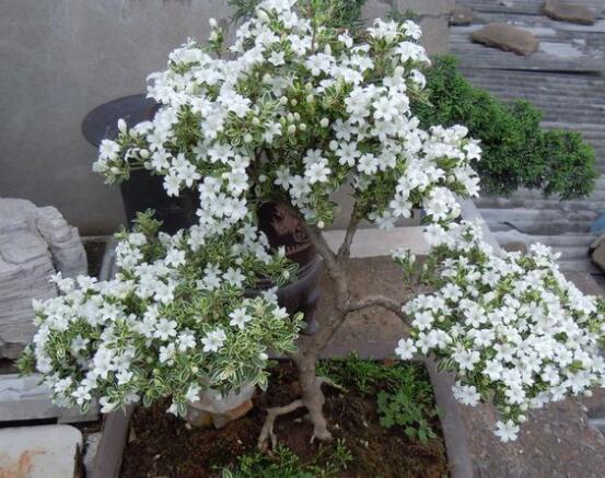 六月雪怎么變粗，做好六點(diǎn)基本方法生長粗壯