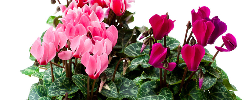 仙客來(lái)葉面能噴水嗎