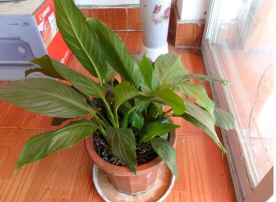 一帆風(fēng)順為什么不開花，一帆風(fēng)順不開花怎么辦