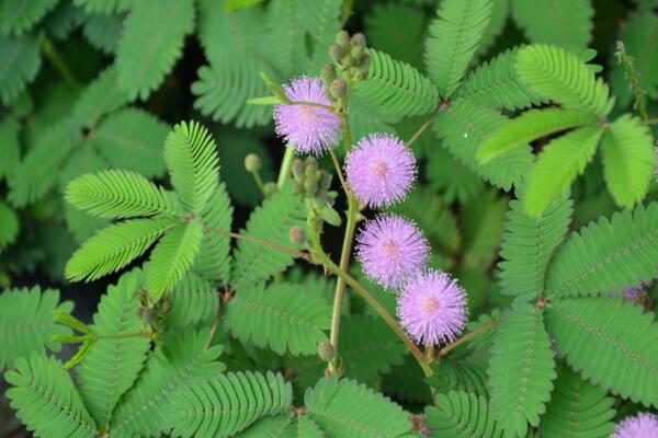 含羞草一直閉合不開(kāi)，導(dǎo)致含羞草閉合的5種原因