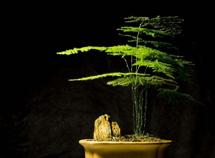 為什么家里不能養(yǎng)文竹，這是不科學的理論